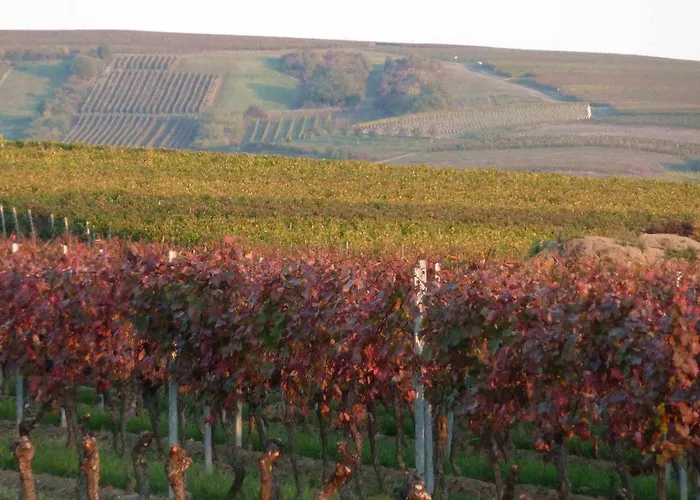 Weingut Kost Apartament *